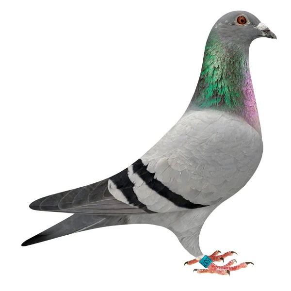 Champion's Gold Hen X Road to Riches Homer Pigeons