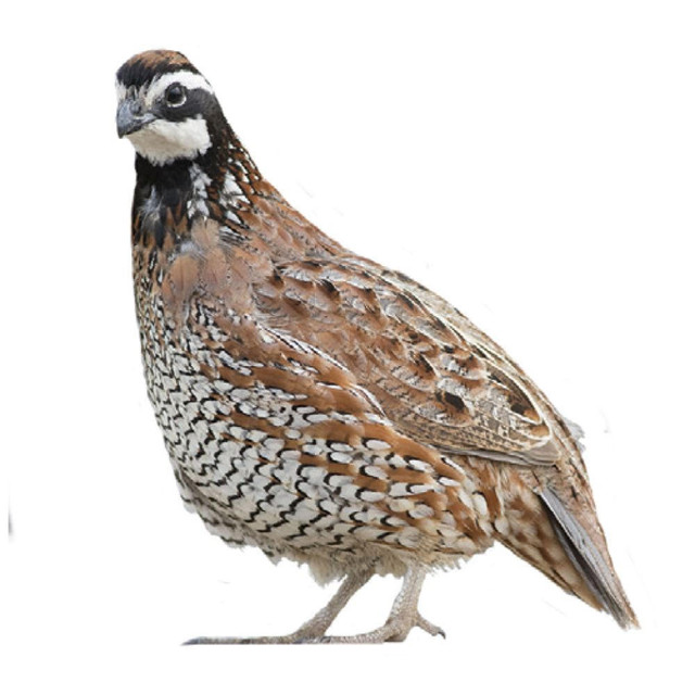 Live Bobwhite Quail Chicks for Sale Stromberg's Chickens