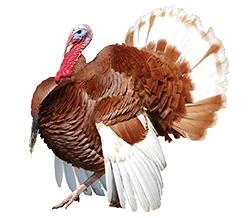 Bourbon Red Turkeys, Not Sexed