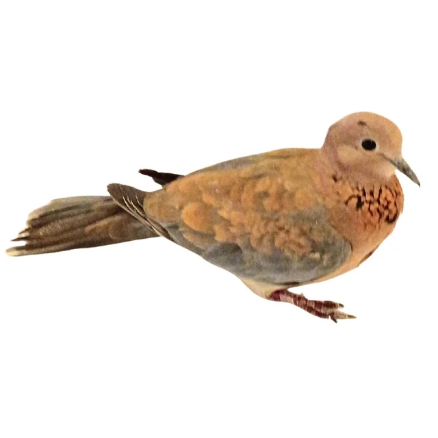 Exotic Pigeons & Doves | Stromberg's Chickens