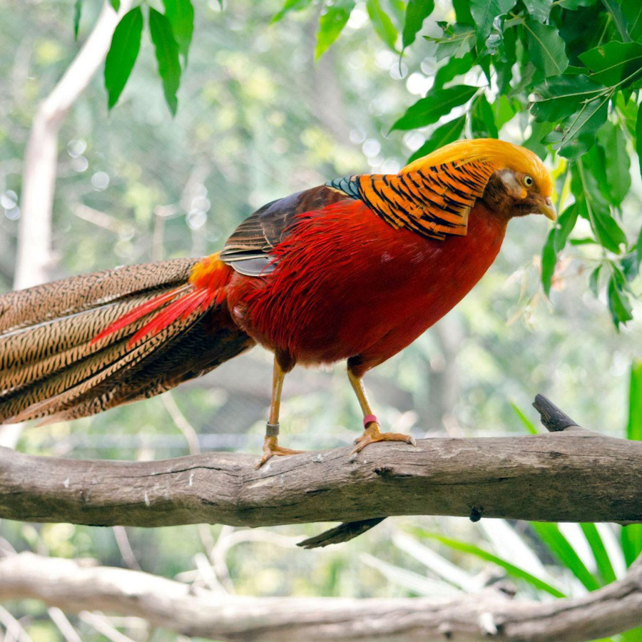 Red Golden Pheasants, Y708, Stromberg's.