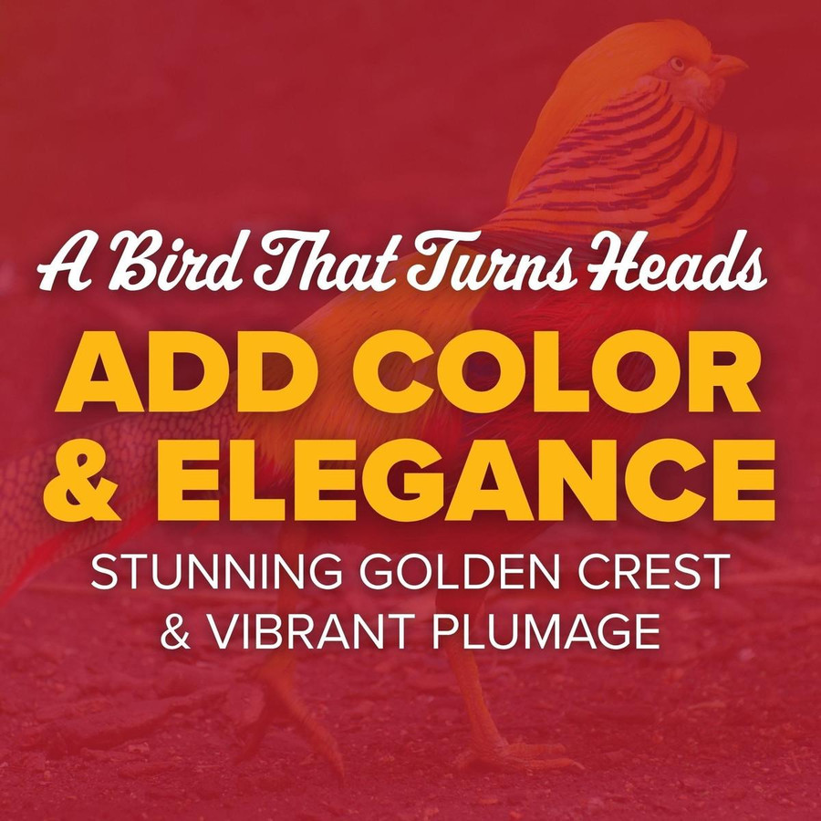 Red Golden Pheasants, Y708, Stromberg's.
