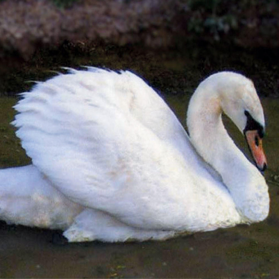 White Mute Swans | Strombergs Chicks & Game Birds