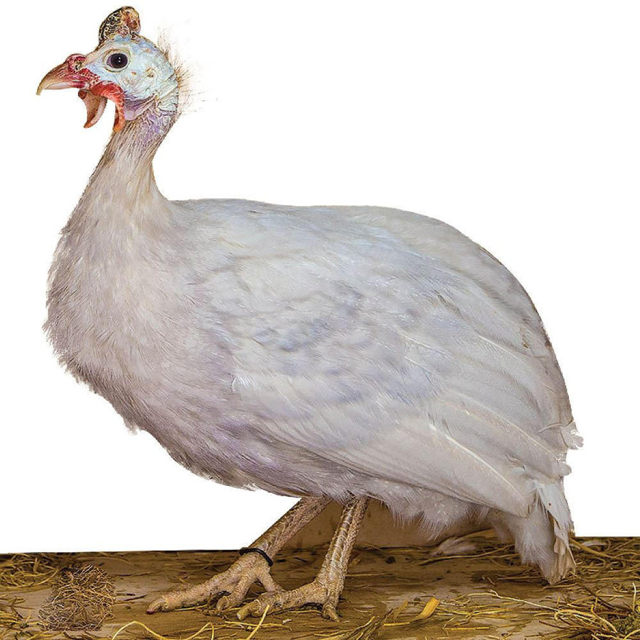 Opaline Keets