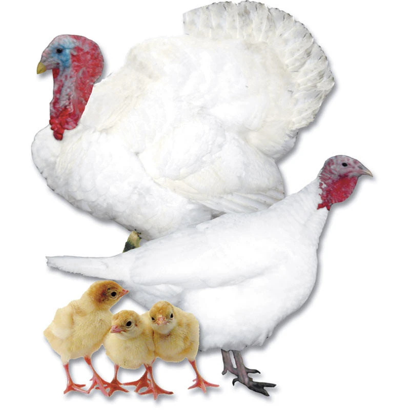 Broad Breasted White Turkey Hatching Eggs, LP308, Stromberg's.