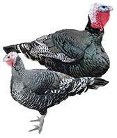 Standard Bronze Heritage Turkeys, LP366, Stromberg's.