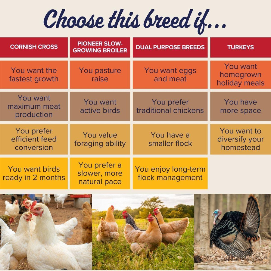 Breed Comparison Chart, LP368, Stromberg's.