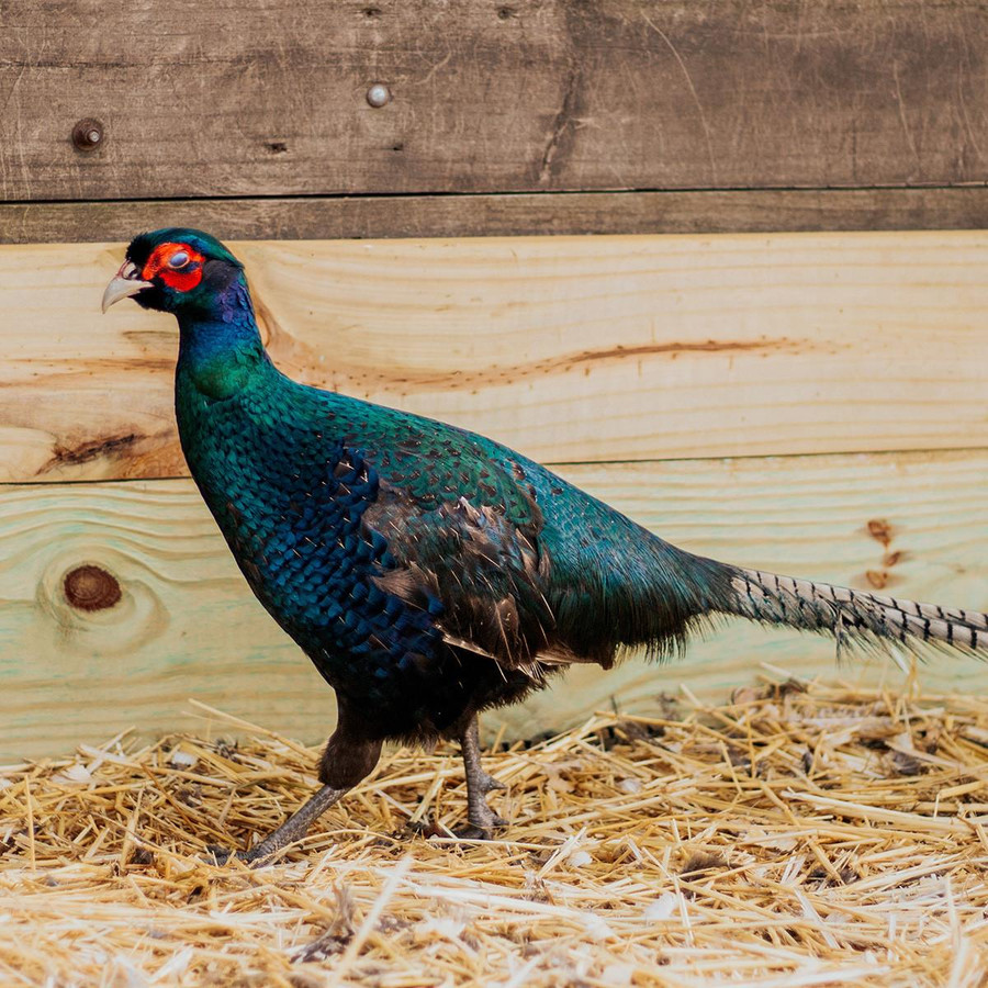 Melanistic Mutant, Not Sexed