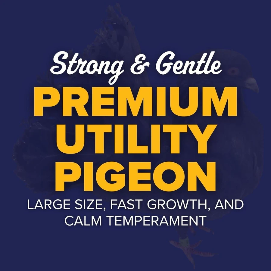 White King Utility Pigeons, Y592, Stromberg's.