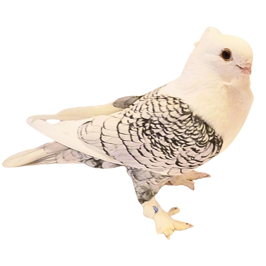 Black Lace Classic Old Frill Satinette Pigeons, Y605, Stromberg's.
