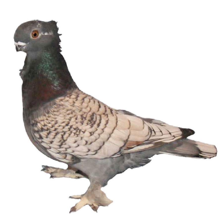 Blue Lace Blondinette Classic Old Frill Pigeons Blue Lace Blondinette Classic Old Frill Pigeons