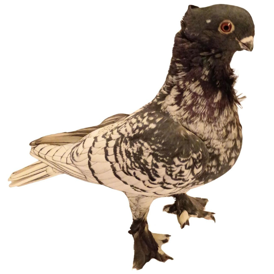 Black Lace Blondinette Classic Old Frill Pigeons, Y607, Stromberg's.