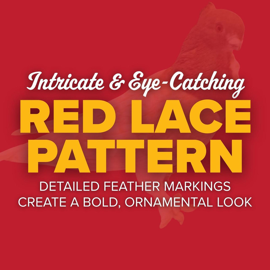 Red Lace Blondinette Classic Old Frill Pigeons, Y608, Stromberg's.