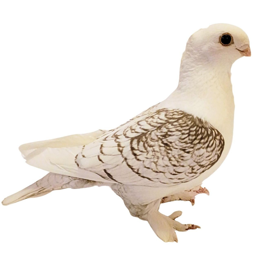 Brunette Brown Lace Classic Old Frill Pigeons, Y610, Stromberg's.
