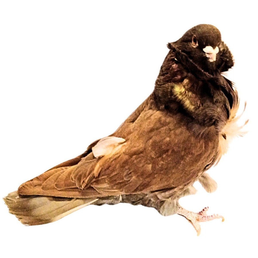 Chinese Owl Pigeons, Y612, Stromberg's.
