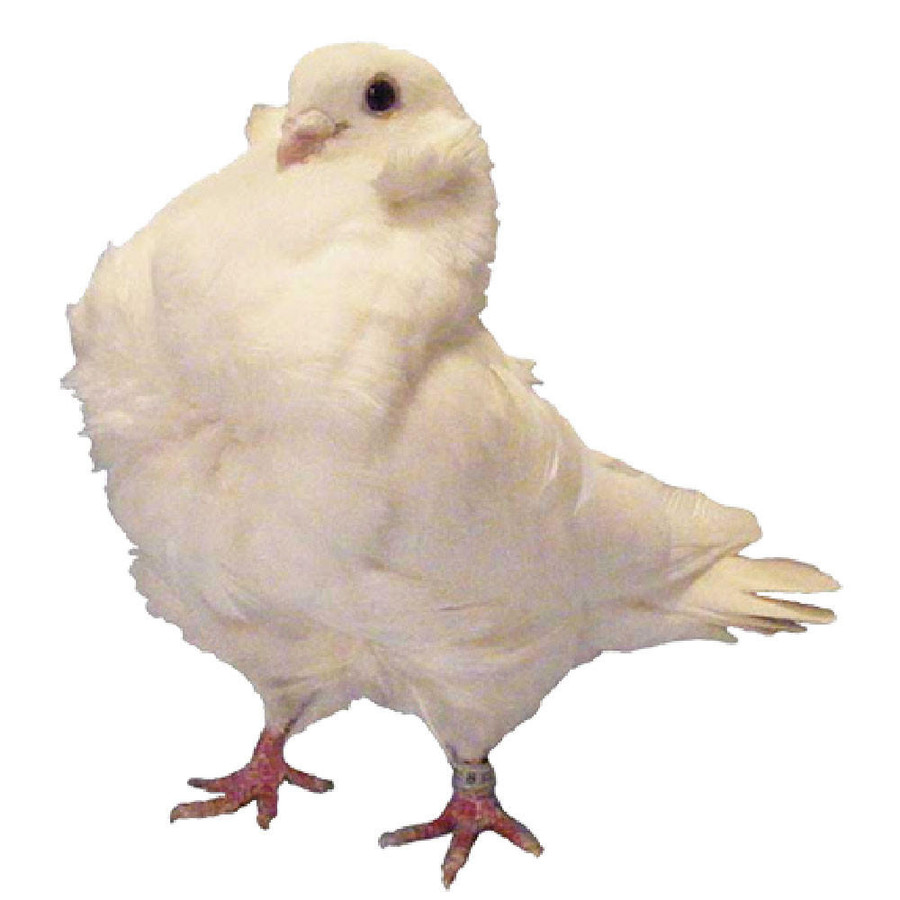 White Chinese Owl Pigeons White Chinese Owl Pigeons