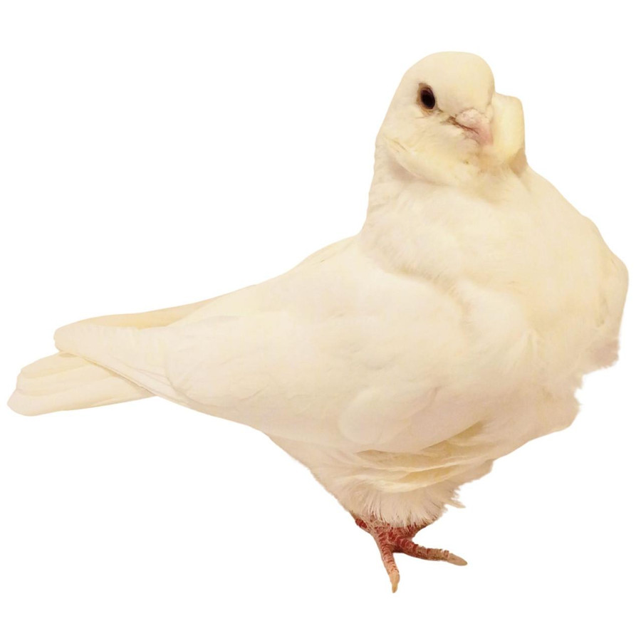 White Chinese Owl Pigeons, Y613, Stromberg's.
