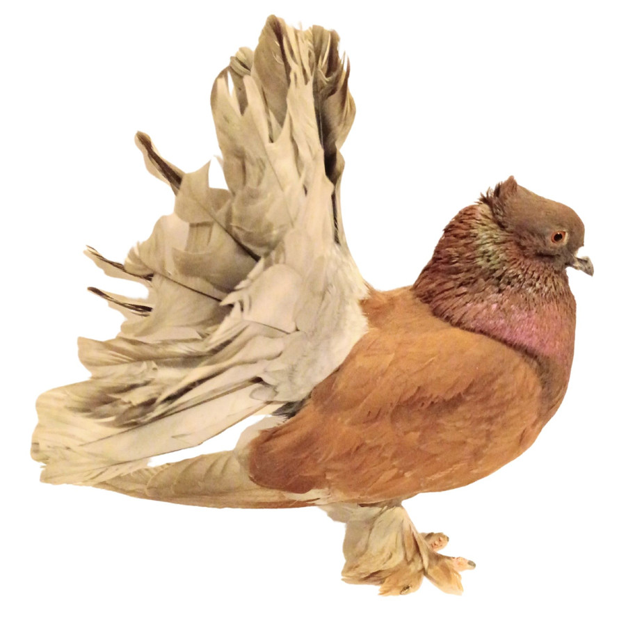 Indian Fantail Pigeons, Y594, Stromberg's.