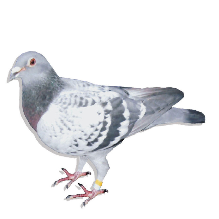 トップス pigeon Pigeon Wind-Up Toy - Lucky Wang nyc