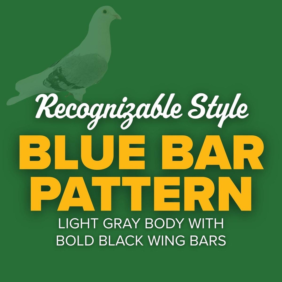 Blue Bar Saddle Janssen Racing Homer Pigeons, Y654, Stromberg's.