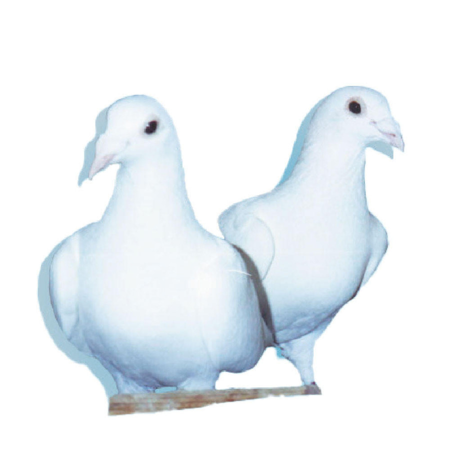 Snow White Trenton Racing Homer Pigeons Snow White Trenton Racing Homer Pigeons