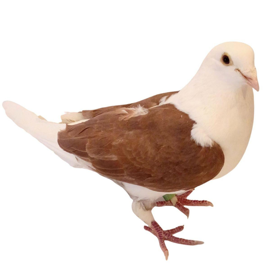 Red Saddle Meuleman Racing Homer Pigeons, Y657, Stromberg's.