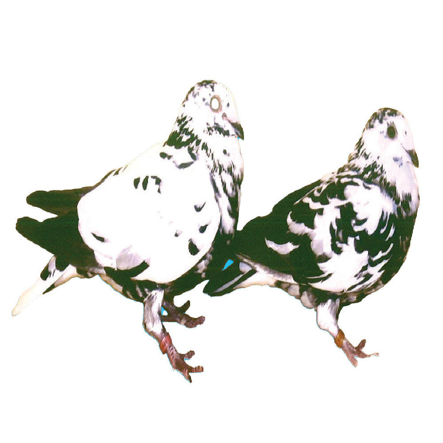 Bandit Racing Homer Pigeons Bandit Racing Homer Pigeons