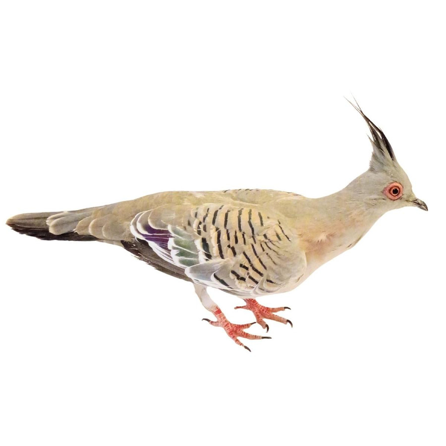 Australian Crested Doves, Y699, Stromberg's.