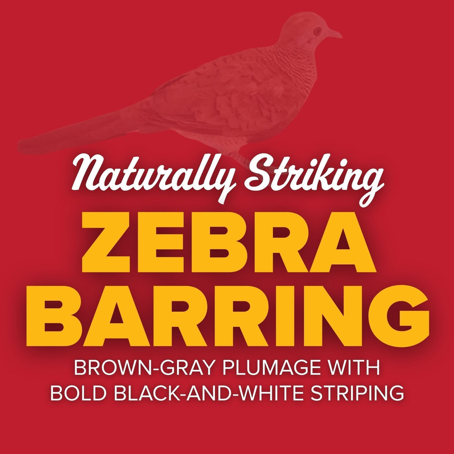 Zebra Doves, Y706, Stromberg's.