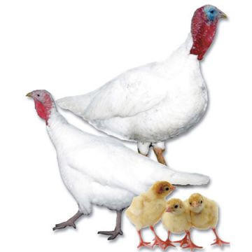 Midget White Turkey Poults: Straight Run, LP367, Stromberg's.