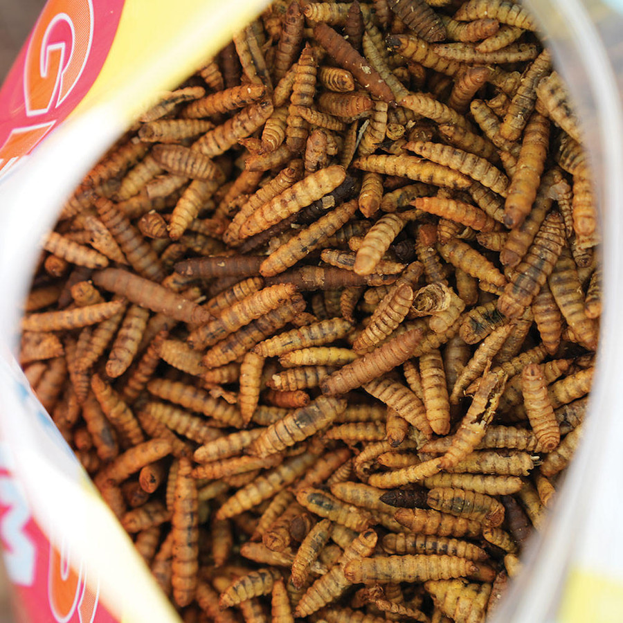 Wonder Grubs Black Soldier Fly Larvae Wonder Grubs Black Soldier Fly Larvae