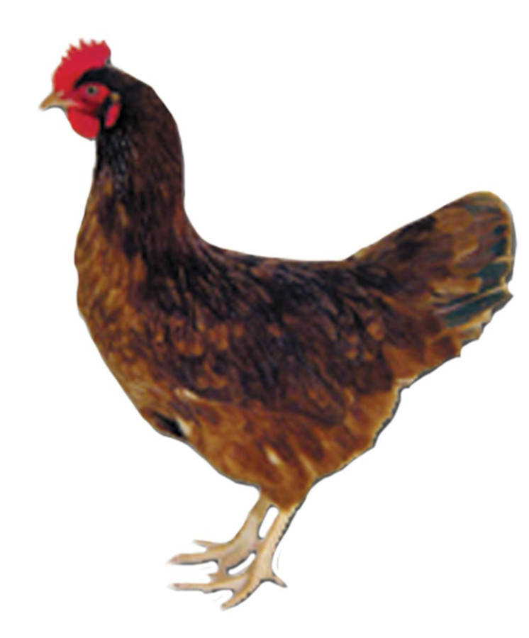 Production Red Chicks, Not Sexed