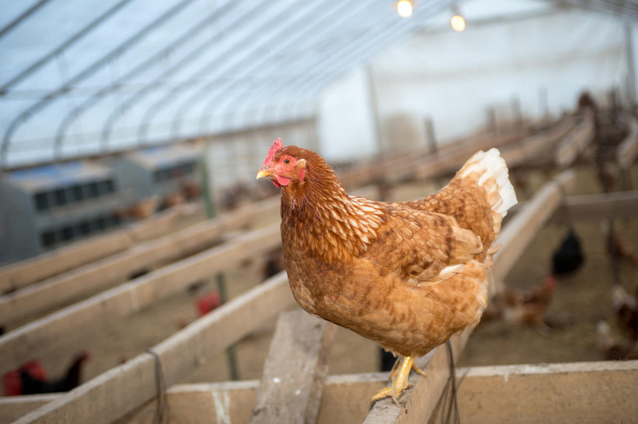 Red Sex Link Chicks, Female