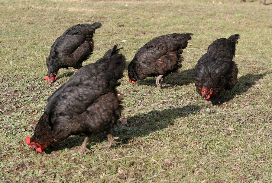 Black Sex Link Chicks, Male