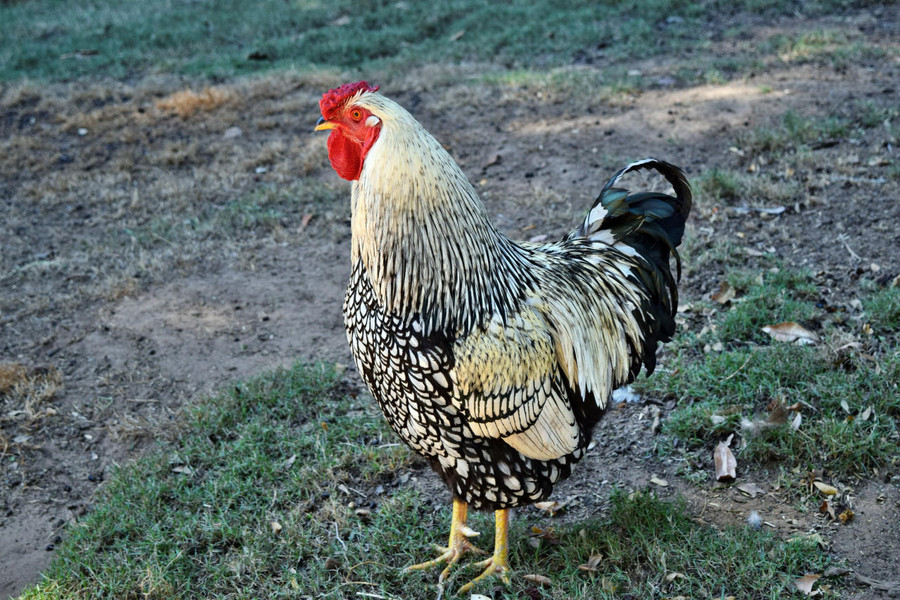 Black Laced Silver Wyandotte Chicks, Female