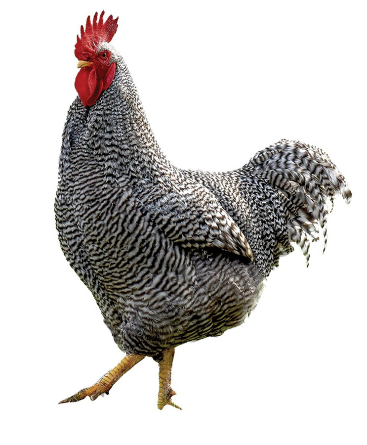 Cuckoo Maran Chicks, Not Sexed