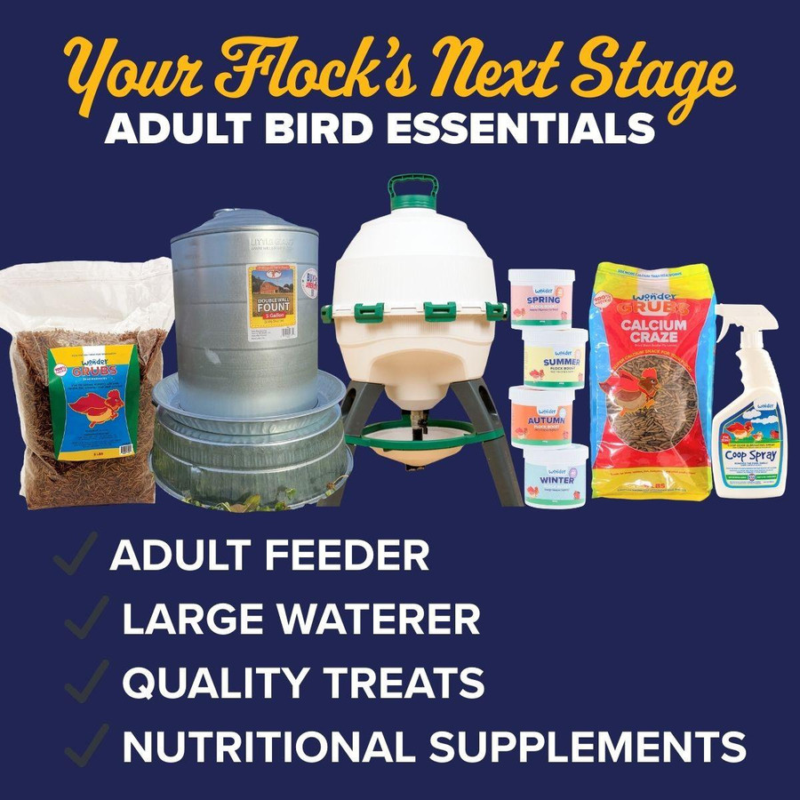 Blue Polish Chicks, Not Sexed