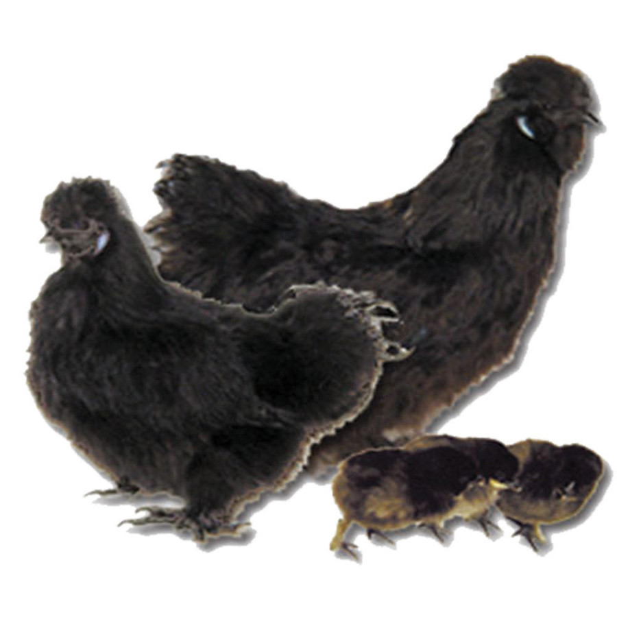 Black Silkie Bantam Black Silkie Bantam