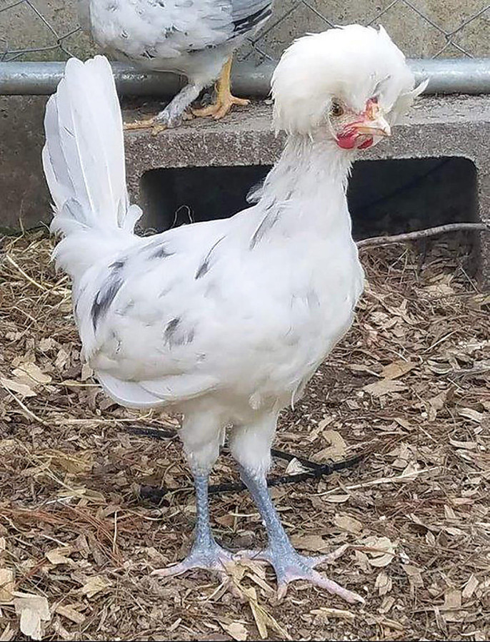 Splash Polish Chicks, Not Sexed