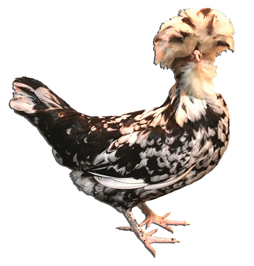 Crested "Top Hat" Special Chicks, Not Sexed