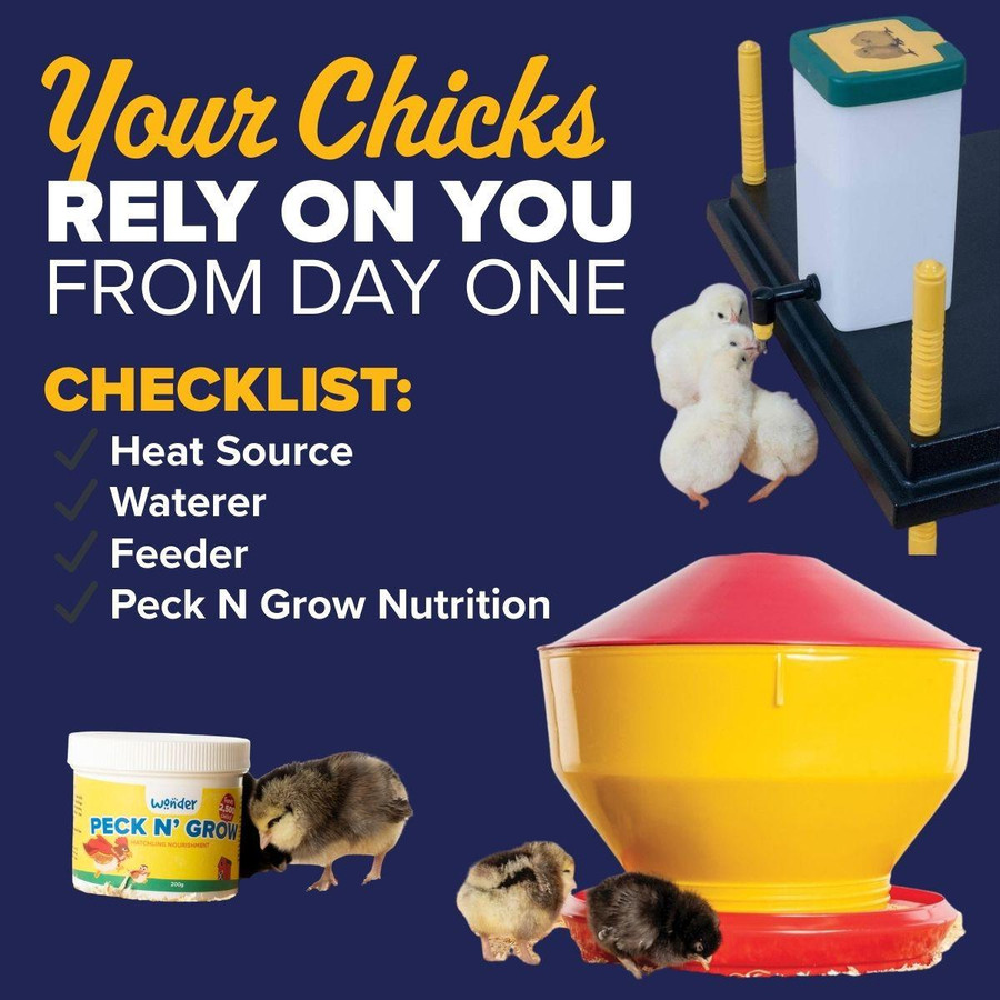 Black Breasted Red Phoenix Chicks, Not Sexed