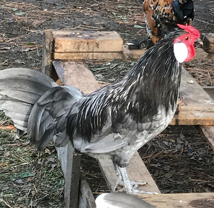 Blue Rosecomb Bantam