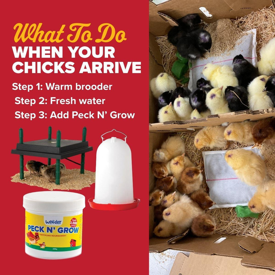 Easter Egger Bantam Chicks, Not Sexed