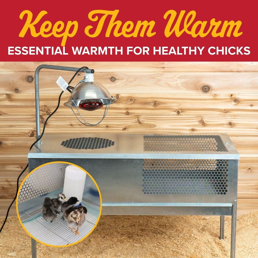 Brown Red Old English Bantam Chicks, Not Sexed