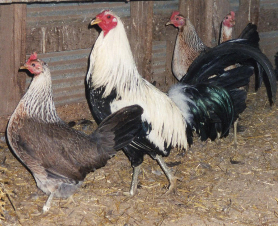 Silver Duckwing Jungle Fowl Standard Old English Silver Duckwing Jungle Fowl Standard Old English
