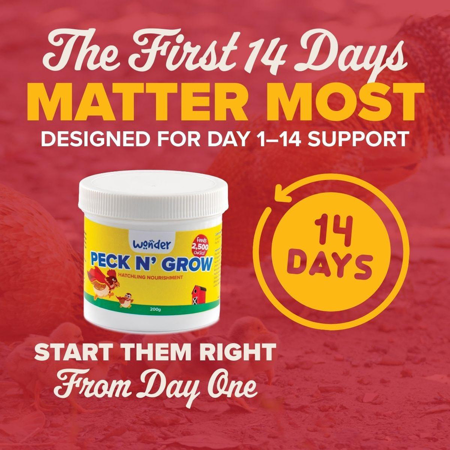 Wheaten Old English Bantam Chicks, Not Sexed