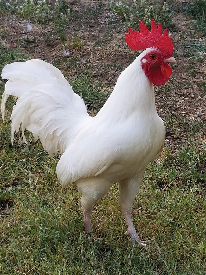 White Old English bantam White Old English bantam