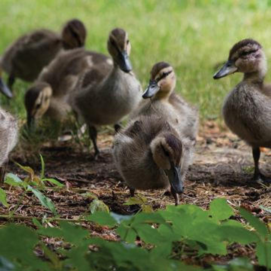 Mixed Ducklings
