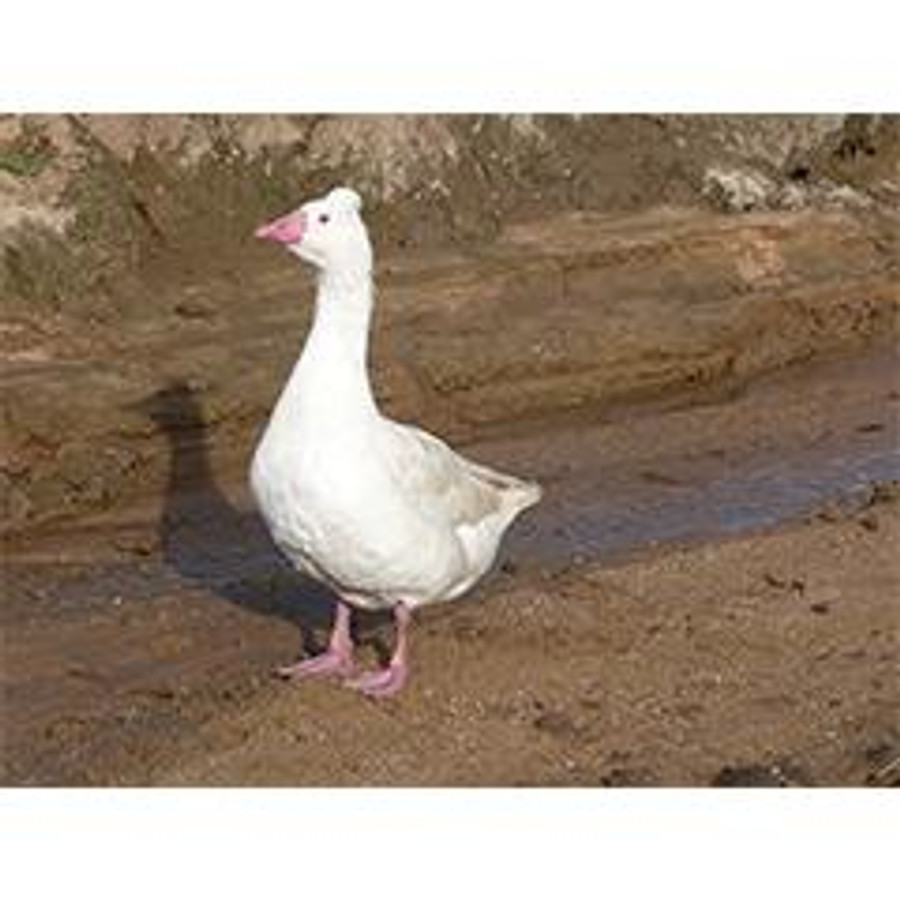 Tufted Roman Goslings