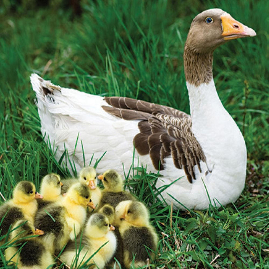 Mixed Goslings